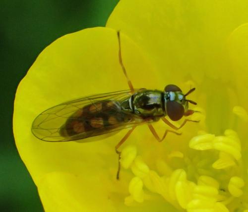 Melanostoma sp.